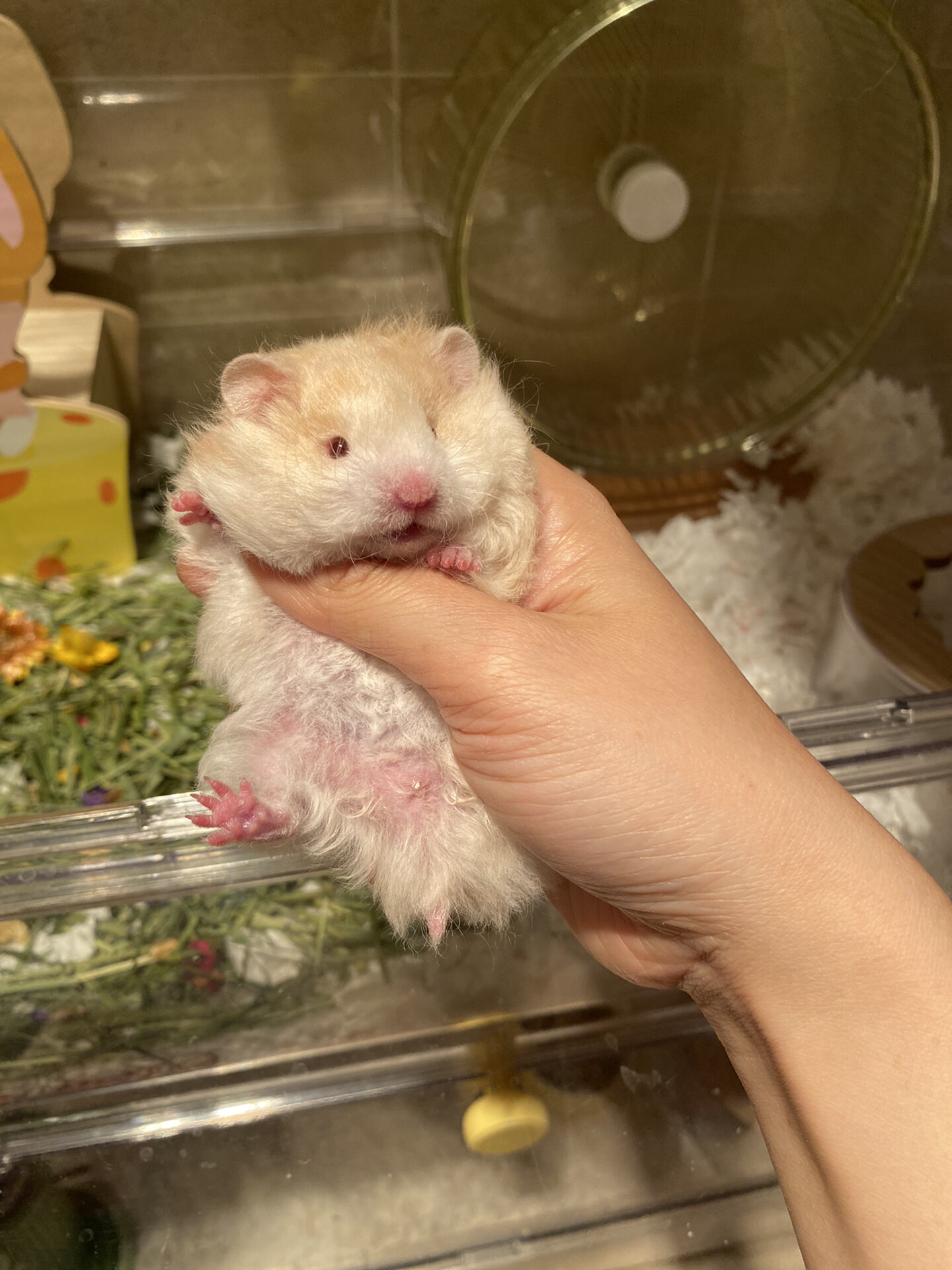 金丝熊多少元一只  分享一下我新入手的极品卷毛蜜波利金丝熊!