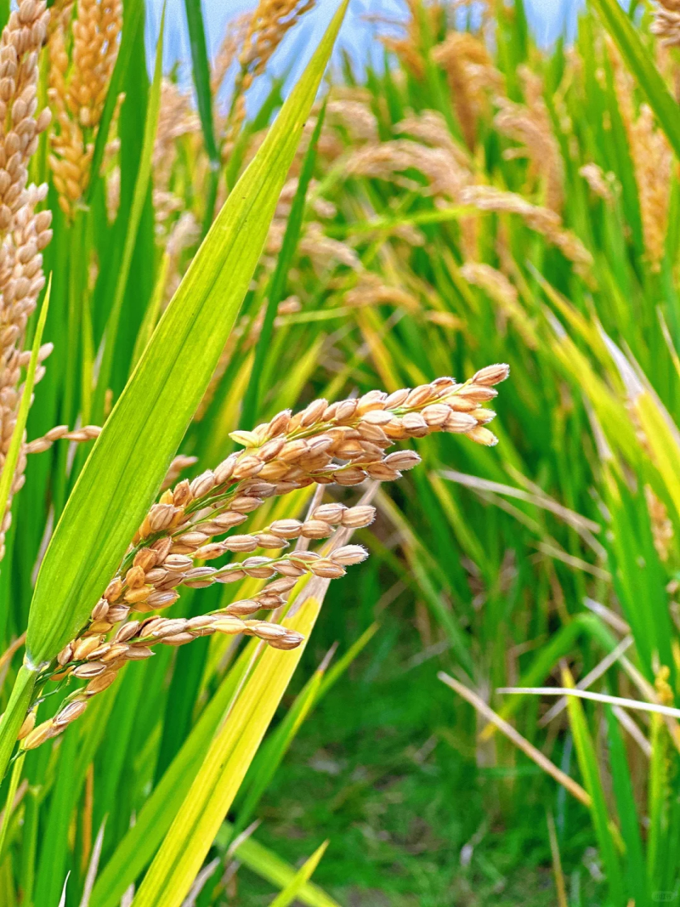 谷穗图片 [开心]宝子们,每次看到谷穗,都能像一个谦虚的,成熟的形象