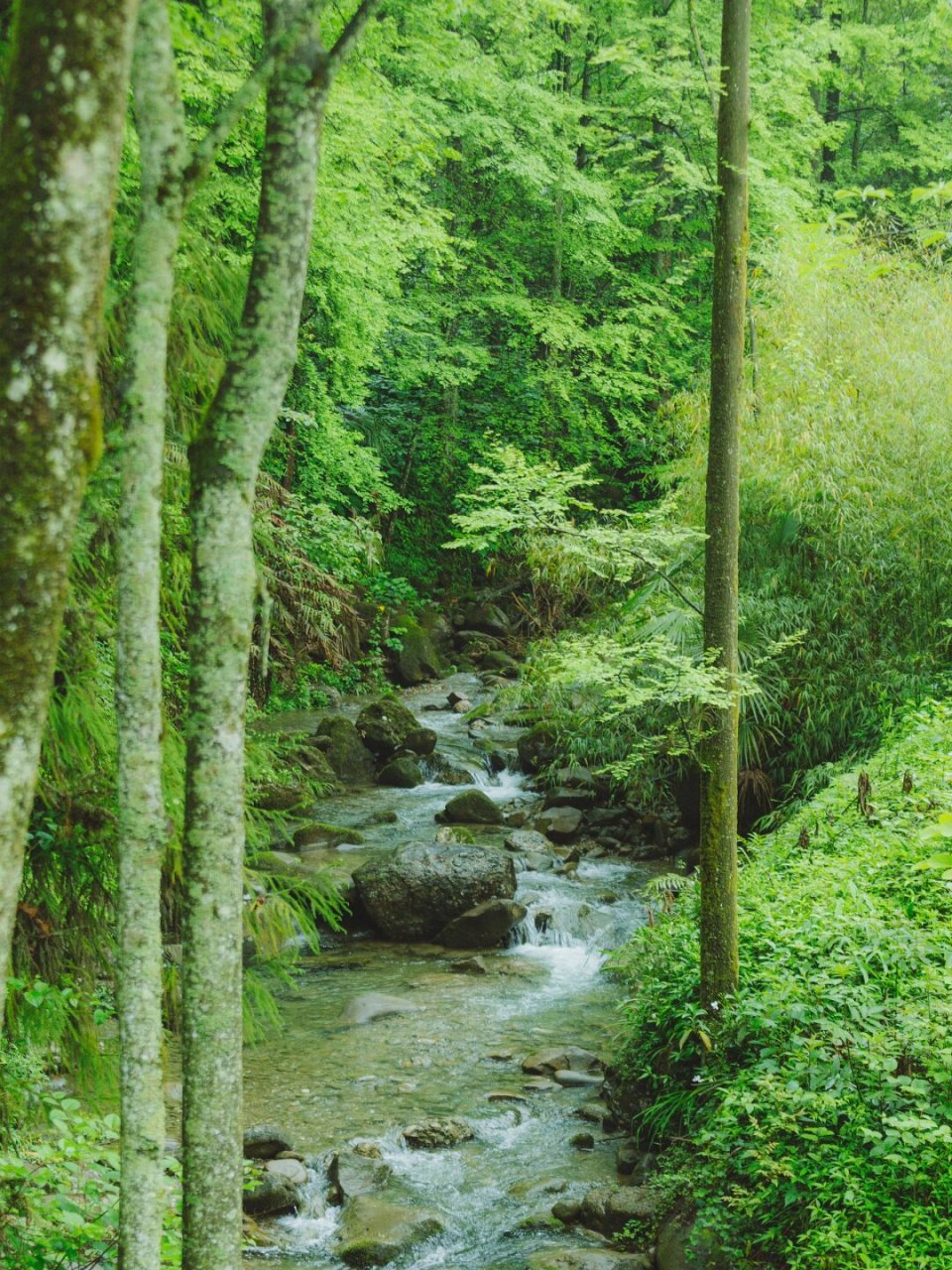 夏天风景图野外图片