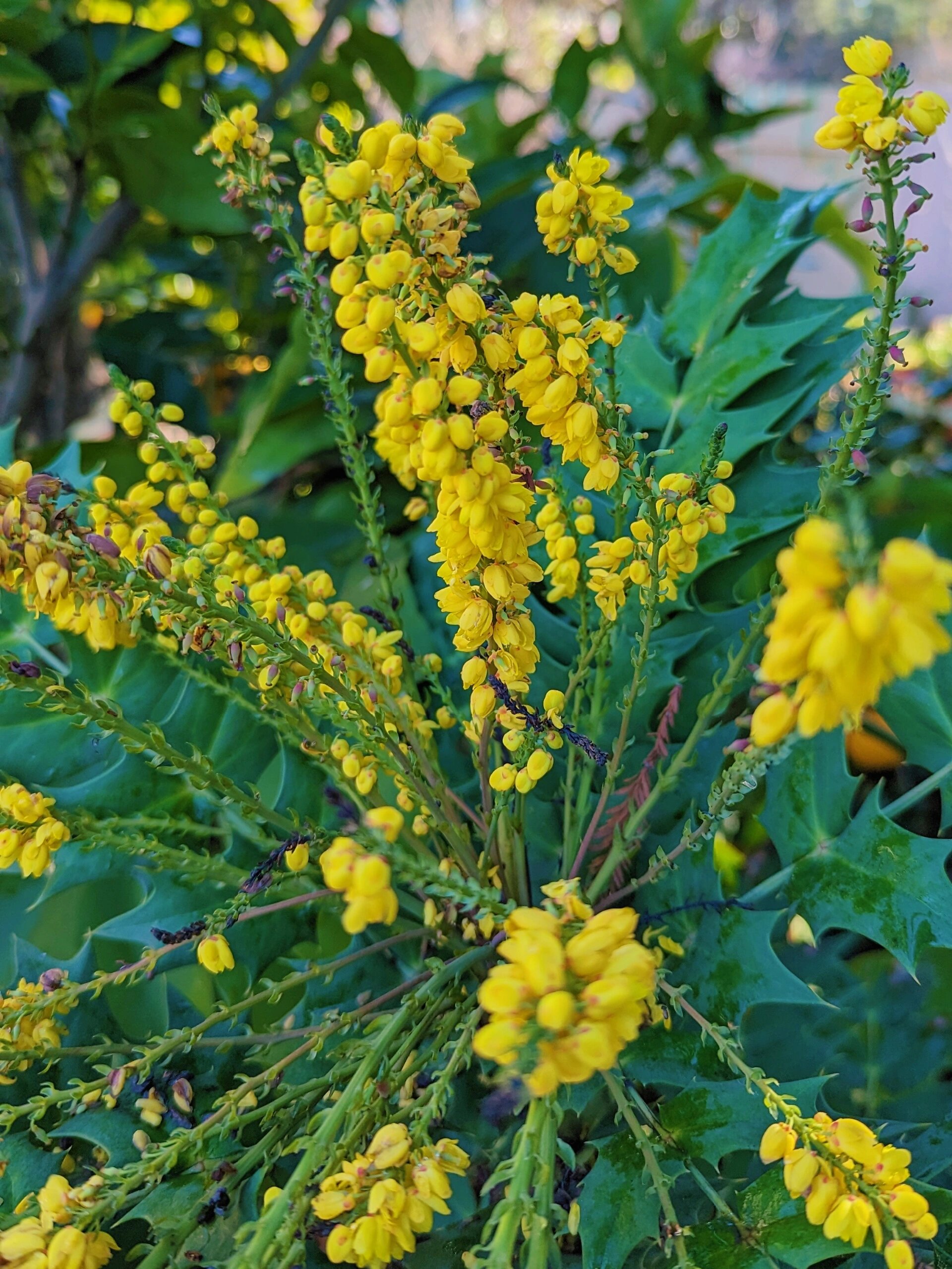 十大功劳植物图片 今天我要.@爱社科的小芒的动态