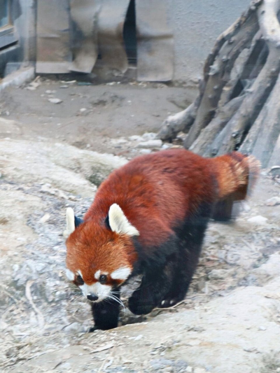 我最喜欢的小动物小浣熊  在这个五彩斑斓的世界里,我最喜欢的小动物