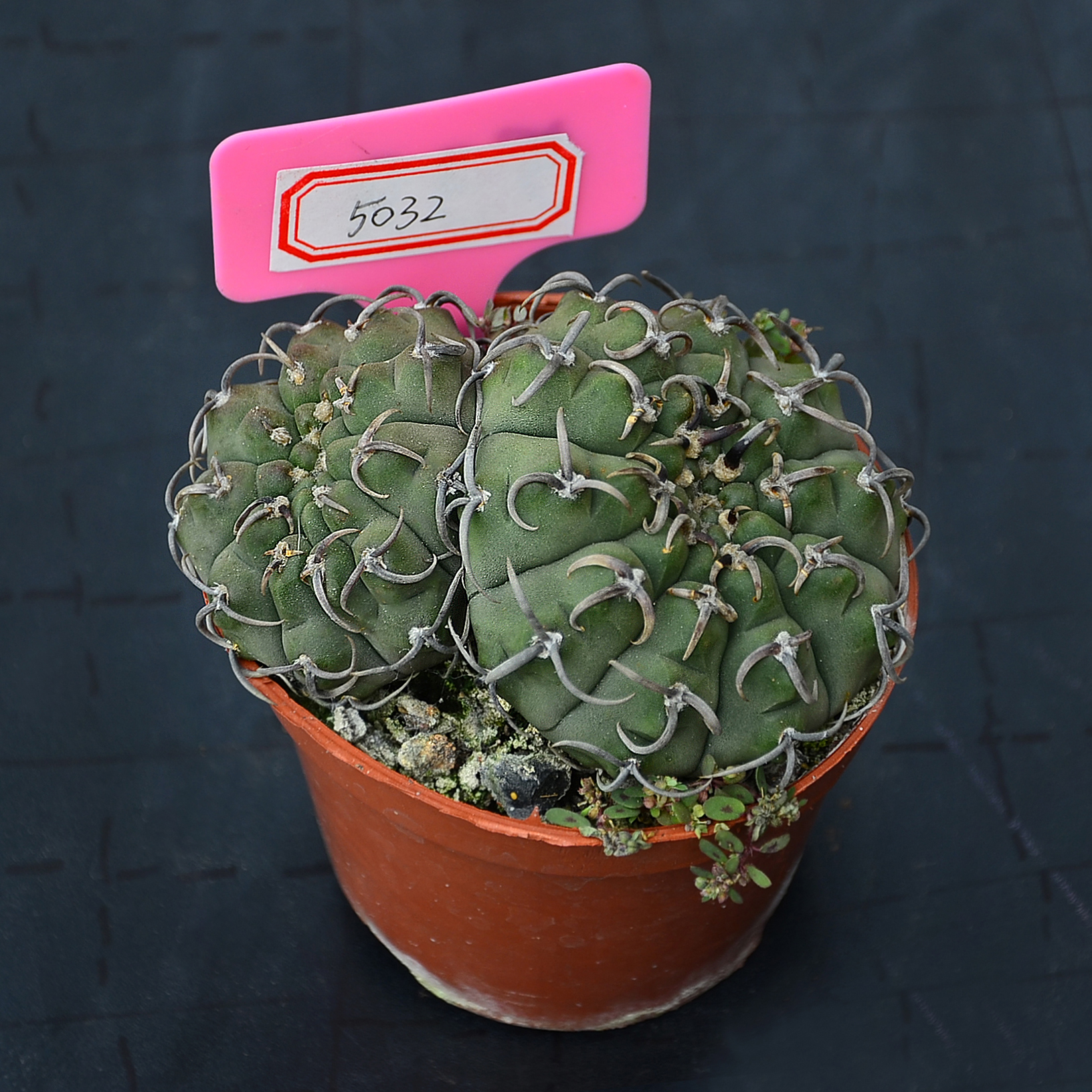 美好的事物总能给人带来身心的愉悦,就像我拍摄的这组怪龙丸仙人球一