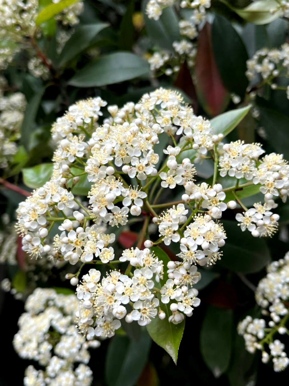 石楠花,学名 photinia serratifolia,别名为山官木,凿角等90.