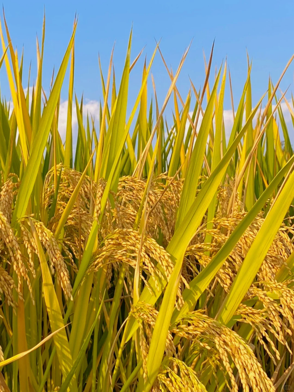 谷穗图片 [开心]宝子们,每次看到谷穗,都能像一个谦虚的,成熟的形象