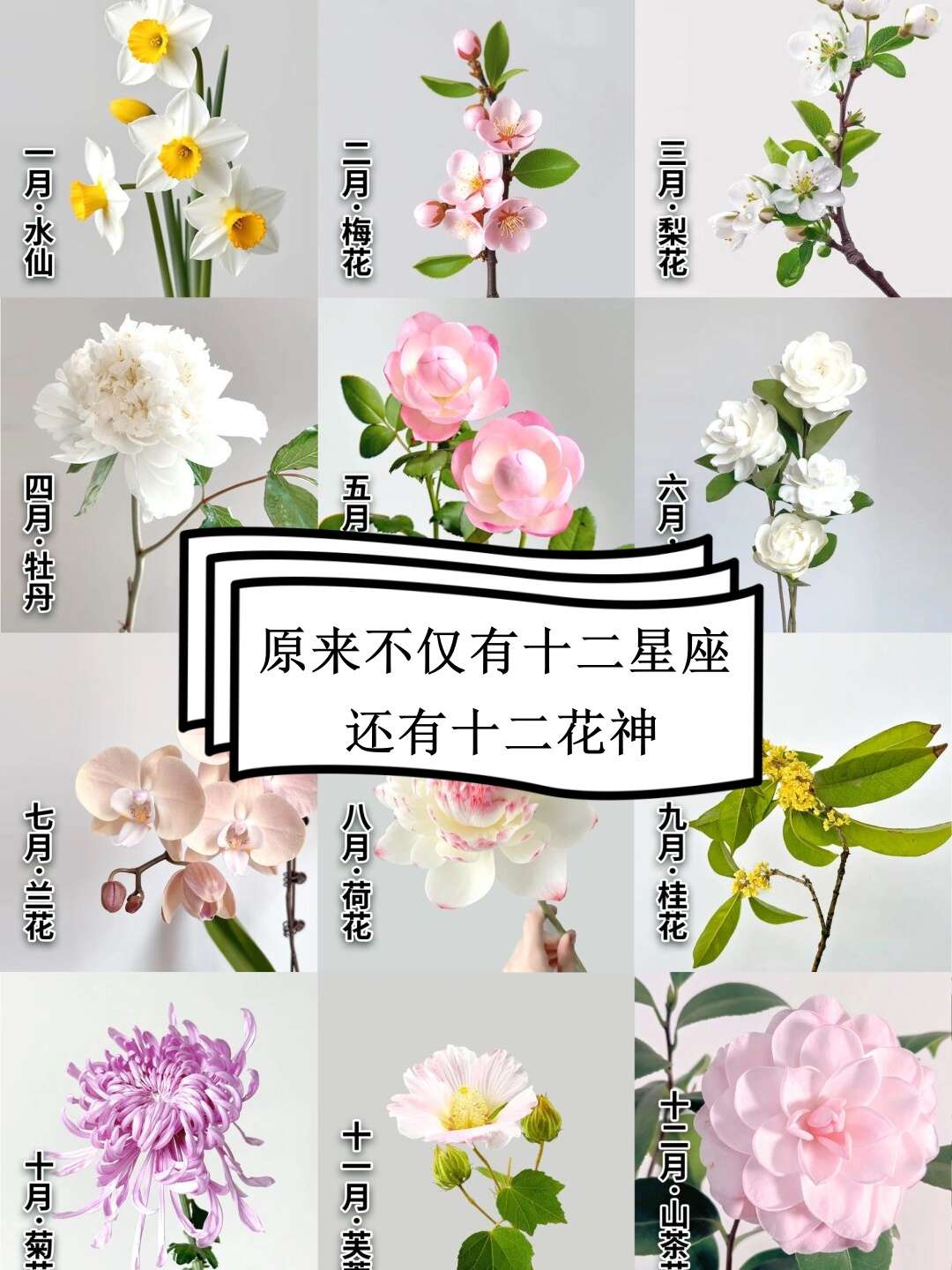 一月的小伙伴,你们的守护花神是水仙花哦!它代表着高尚,渴望