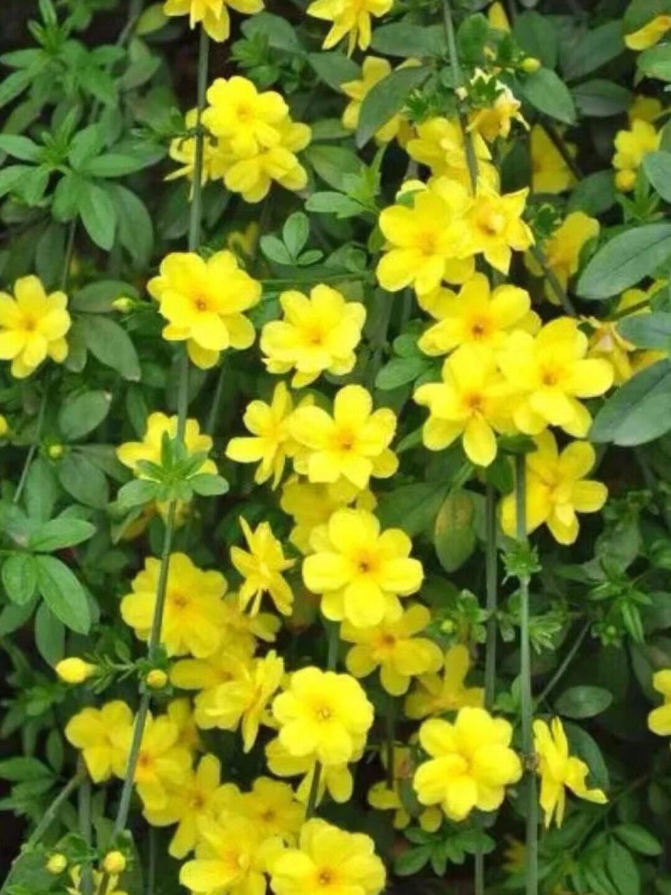 迎春花:春天的先锋队?