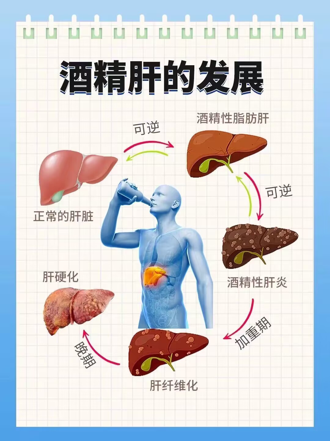 肝在身体左边还是右边图片