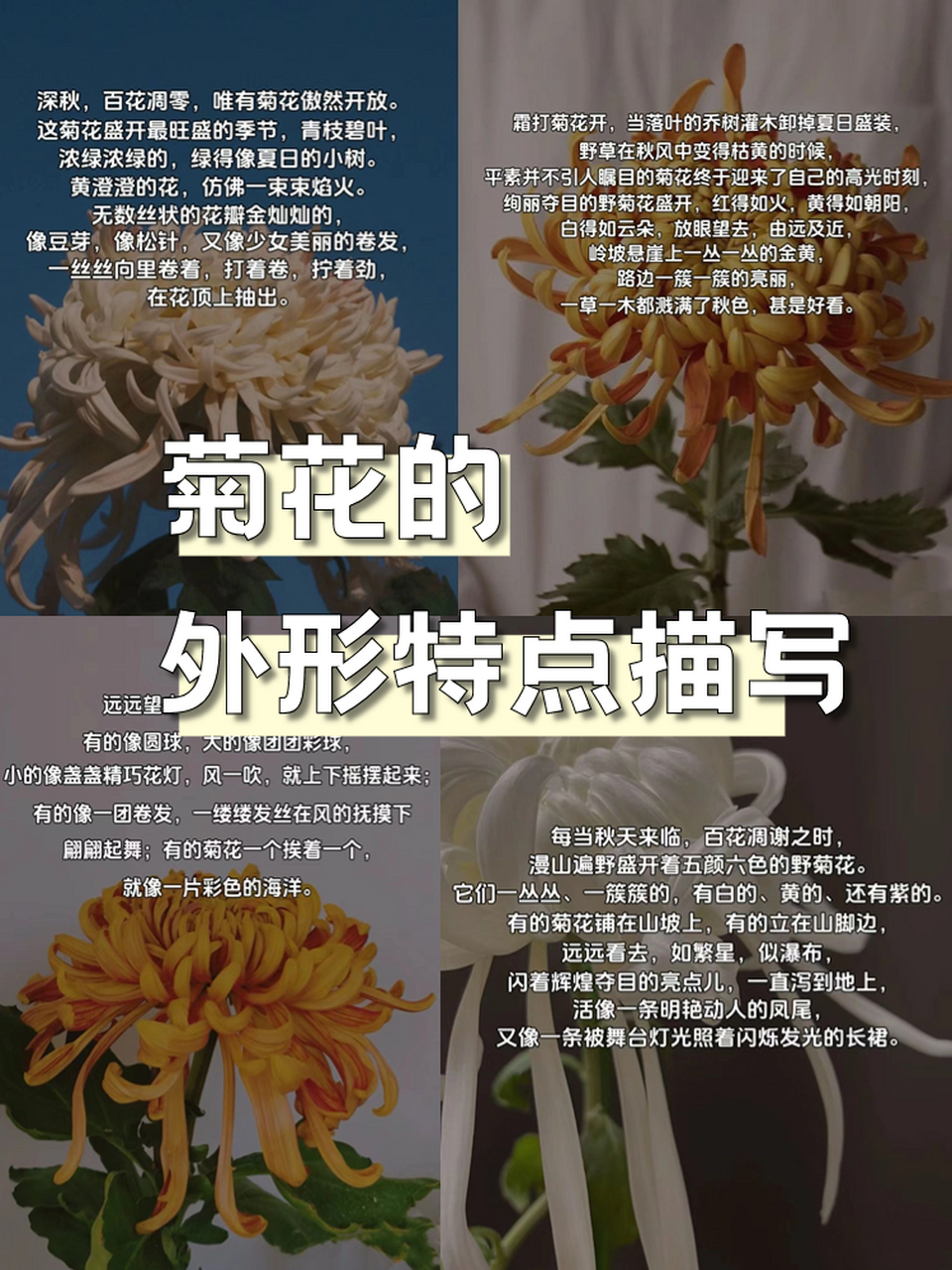 菊花的形态描写图片