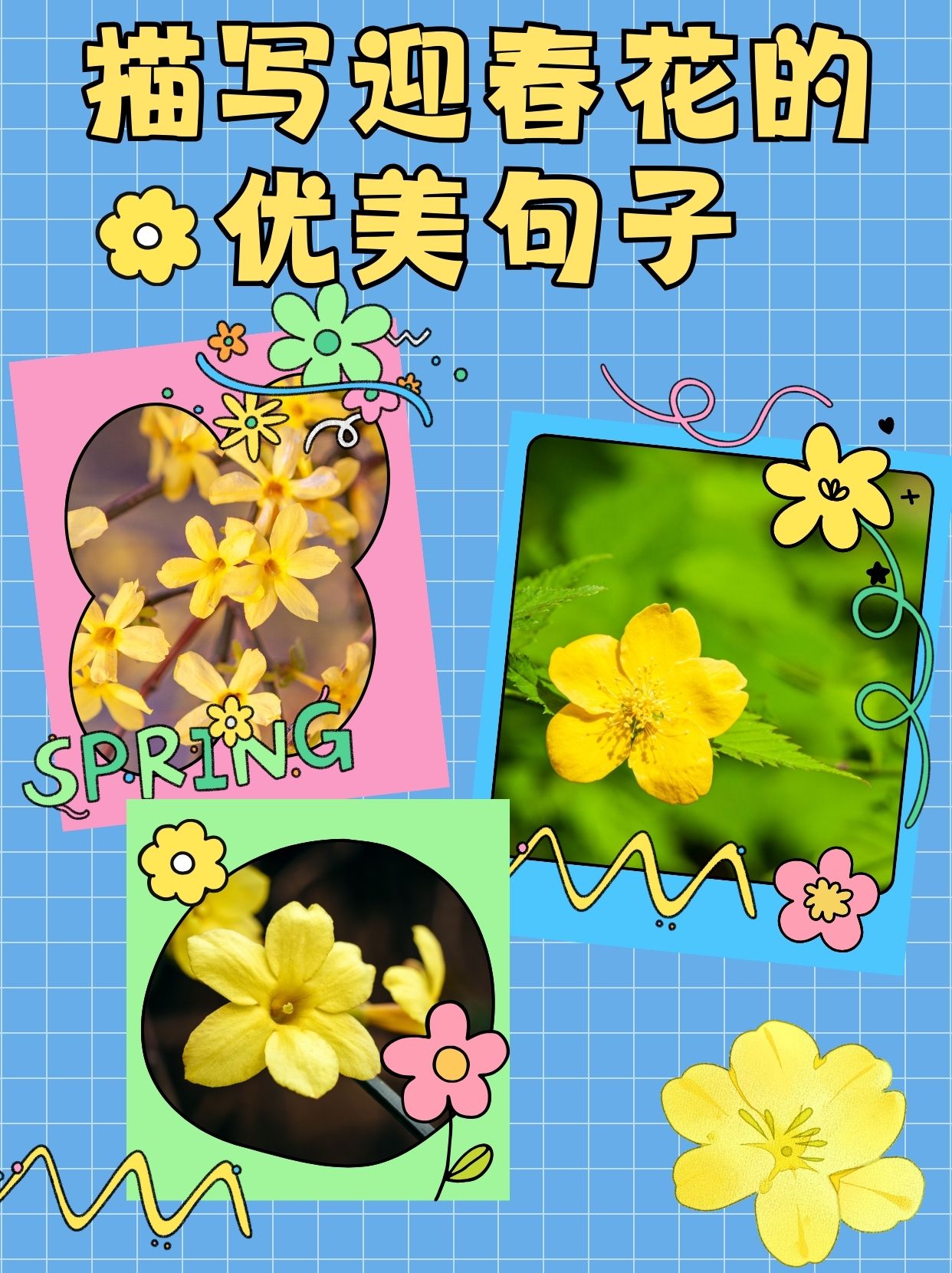 迎春花的样子描写开放图片