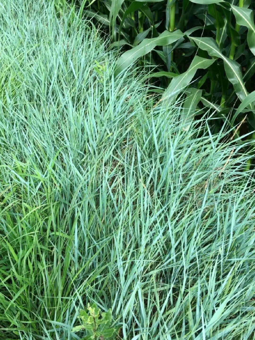 带你认识羊草 说到羊草.@芷熙老师来教你的动态