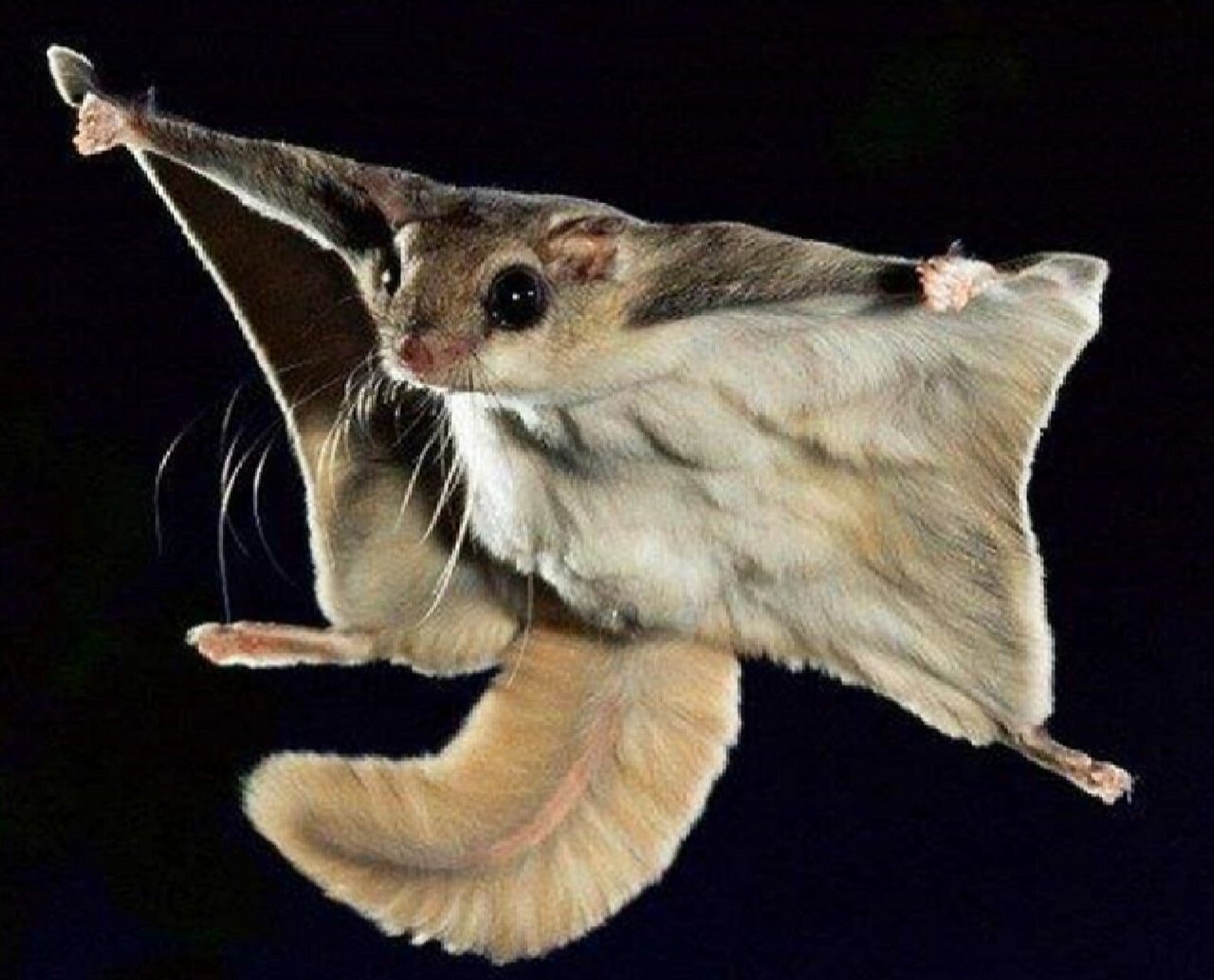 寒号鸟图片  我要给你们揭开一个小秘密:寒号鸟不是鸟04!