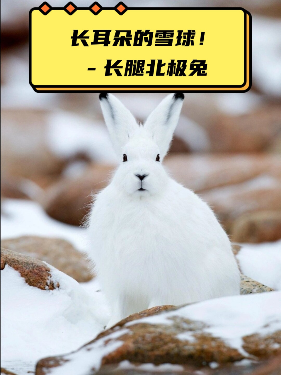 揭秘长腿北极兔的神秘世界 927615  在遥远的北极,有一种