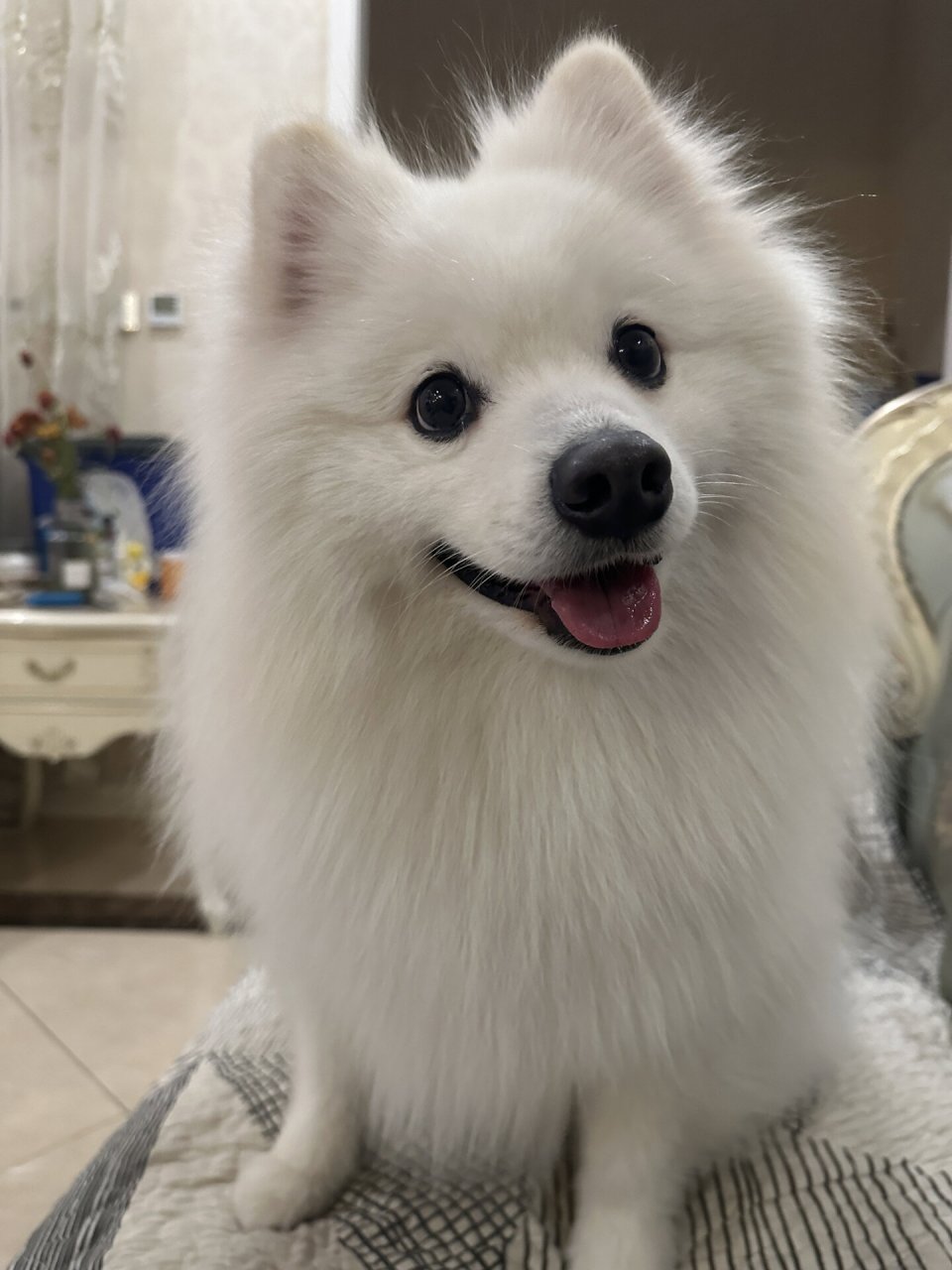 银狐犬图片  当时,我去了一家犬舍,看到了一群可爱的小狗.