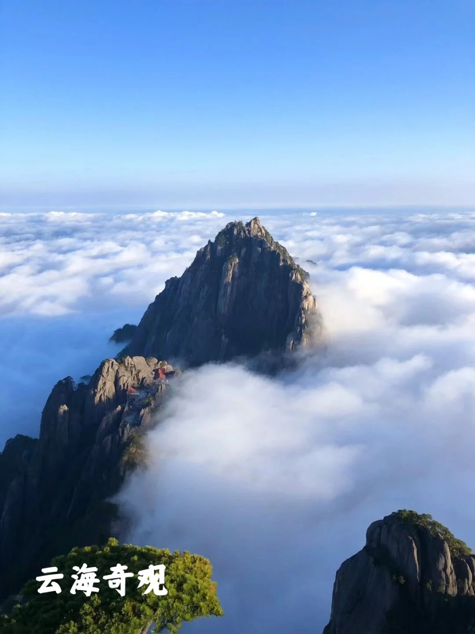 ✨  今天我要带大家领略黄山的四大奇景:奇松🗻怪石🌫️云海