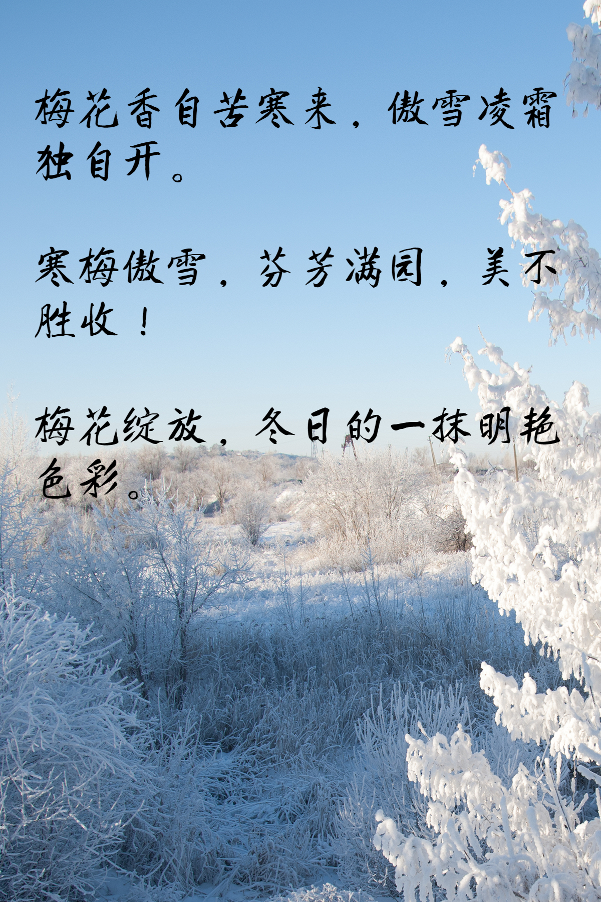 发朋友圈梅花的句子