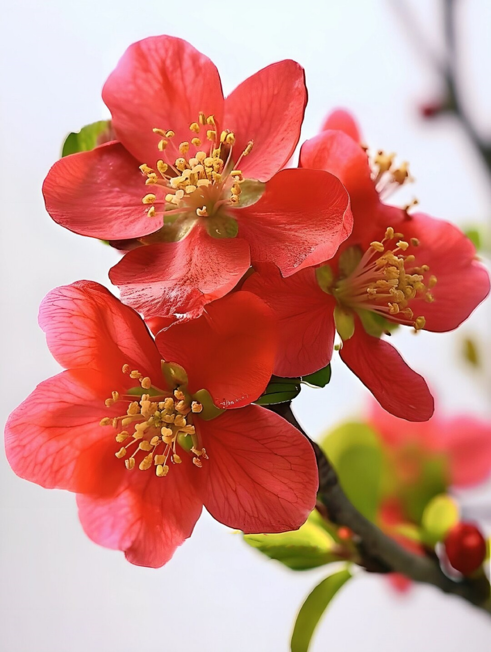 海棠花花瓣数量图片