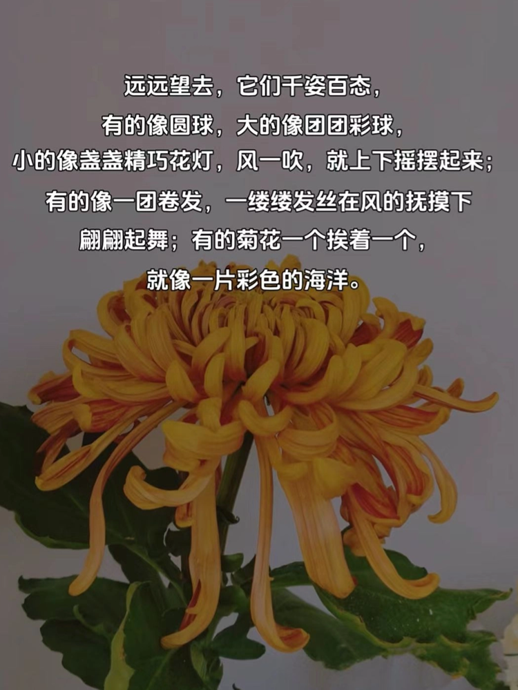 菊花的形态描写图片