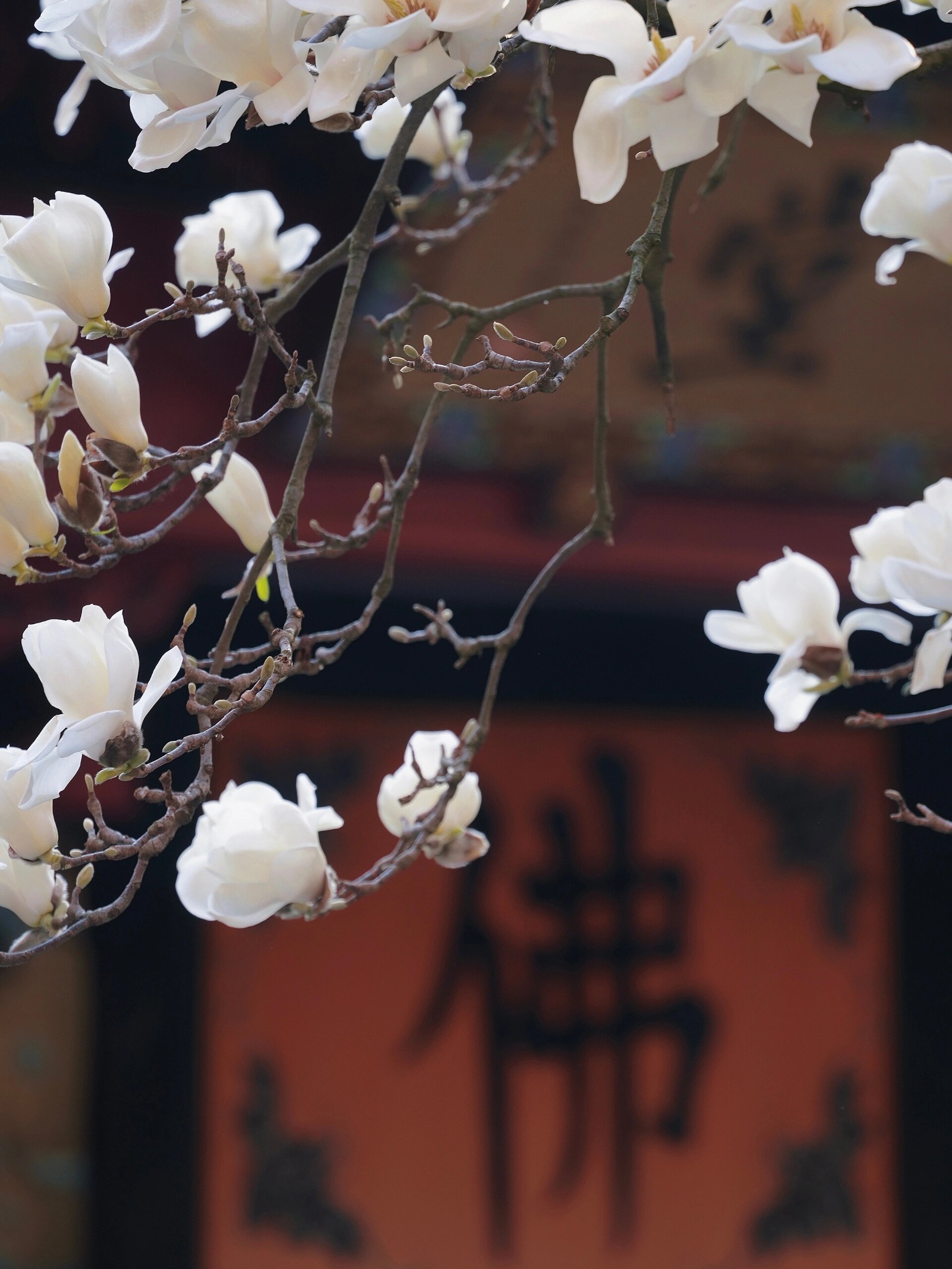 而今年我有幸在法喜寺见证了 500 年玉兰进入盛花期的壮观景象真的