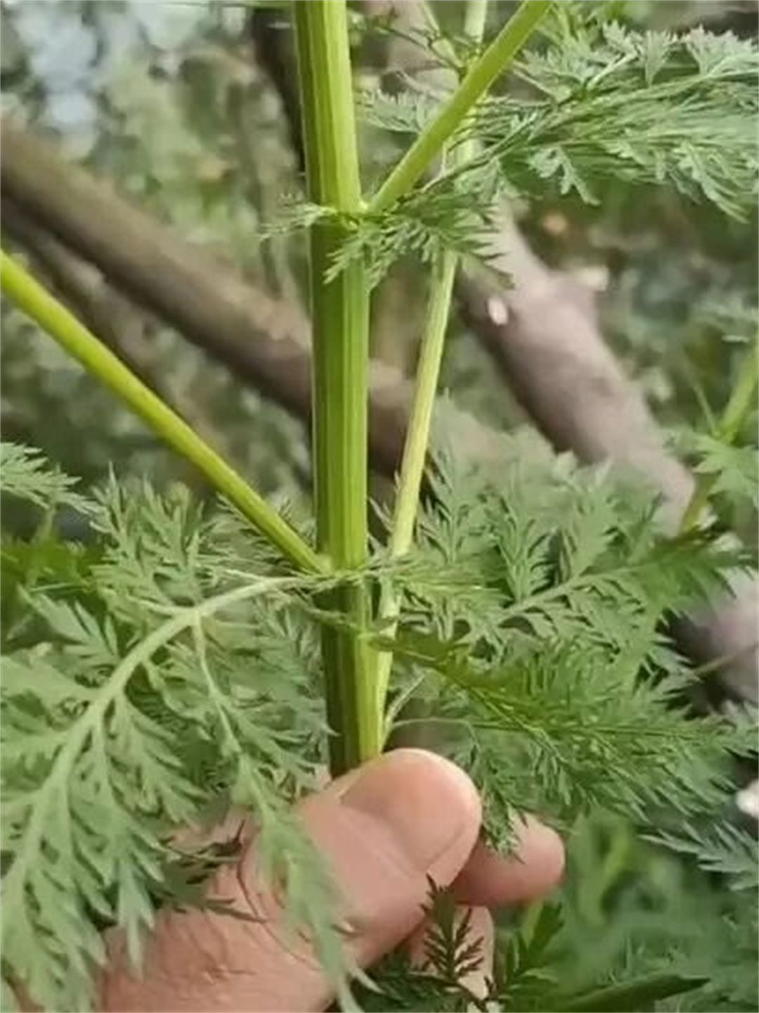 农村路边的野生植物,竟是老一辈口中的下火王,清热解毒,你们家乡