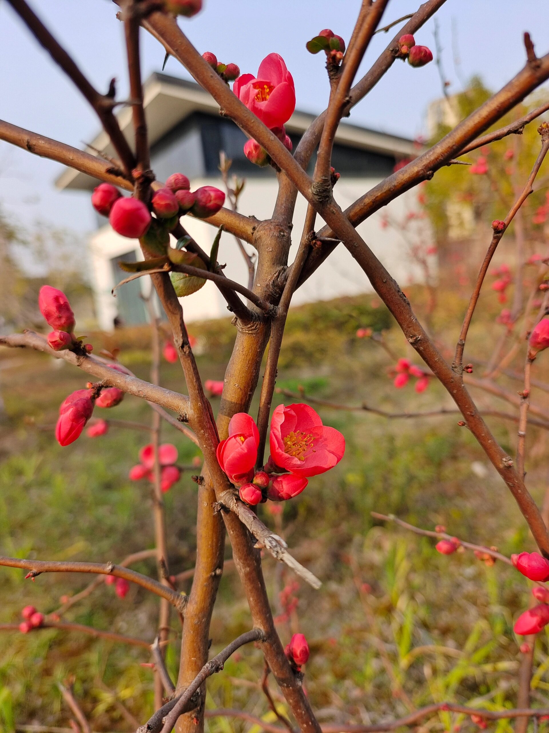 到公园放风,看到这种花,全树没有一片叶子,都是这种红色的花,很娇艳