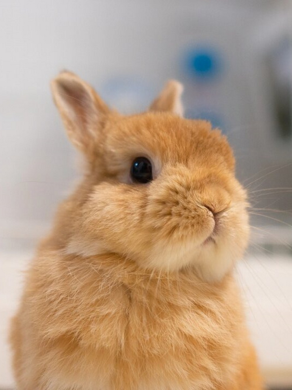 我家的兔宝宝快满两岁了,时间过得真快呀!