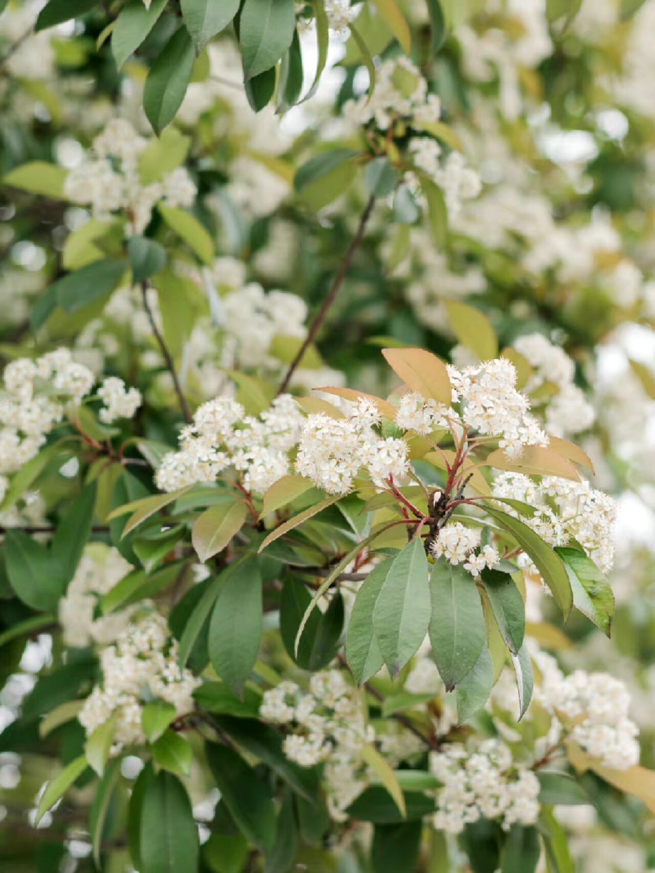 石楠花,学名 photinia serratifolia,别名为山官木,凿角等.