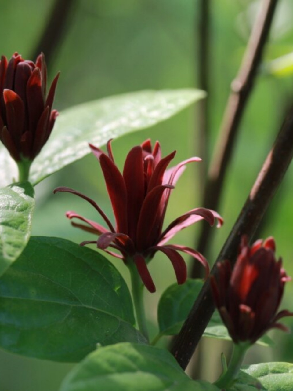 美国夏腊梅  在万千花卉中,有一种花以其独特的魅力吸引着人们的目光