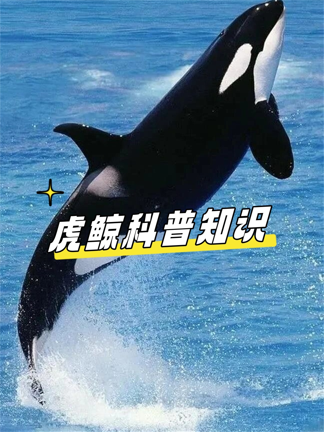 它属于鲸偶蹄目海豚科虎鲸属,是个十足的哺乳动物大佬.