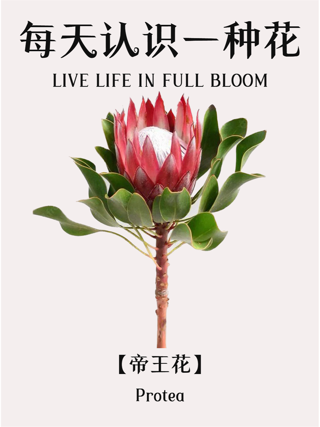 帝王花  帝王花,听名字就能感受到它那种非凡的气势