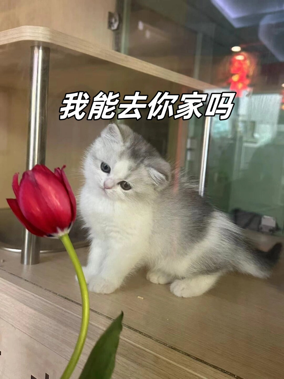 猫咪搞笑图片带字图片图片