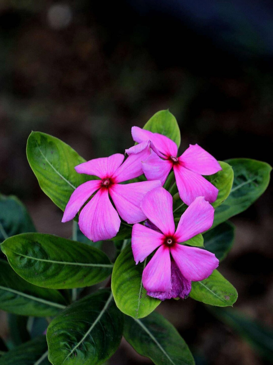 今天来给大家介绍一种超级有趣又美丽的植物——长春花!