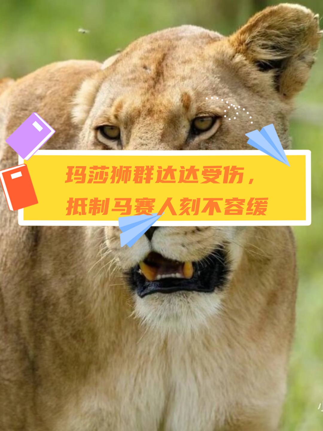 玛莎狮群达达受伤,抵制马赛人刻不容缓