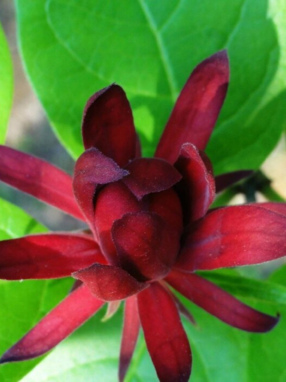 美国夏腊梅  在万千花卉中,有一种花以其独特的魅力吸引着人们的目光