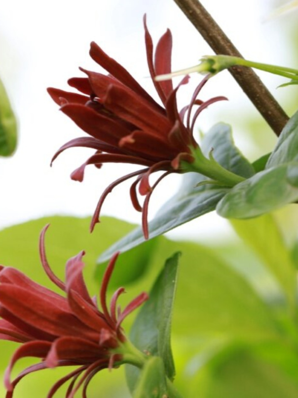 美国夏腊梅  在万千花卉中,有一种花以其独特的魅力吸引着人们的目光