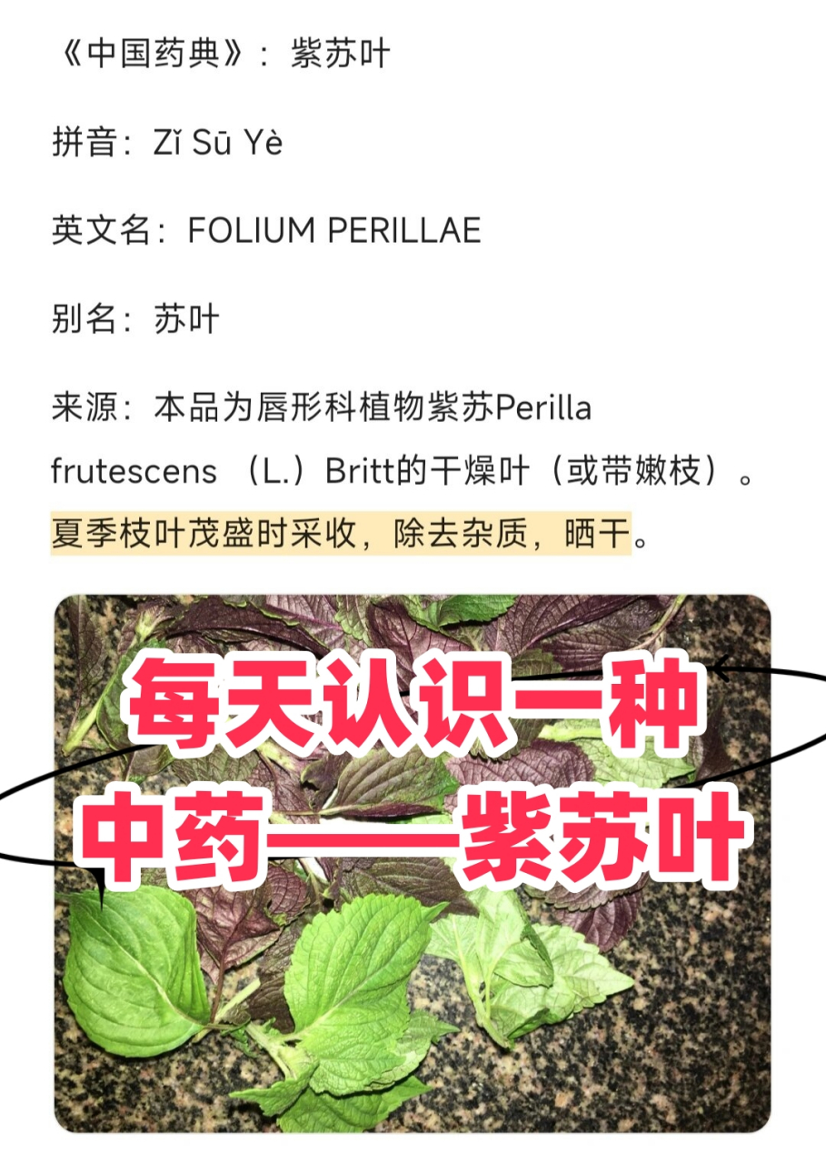 每天认识一种中药——紫苏叶  紫苏叶,这个名字听起