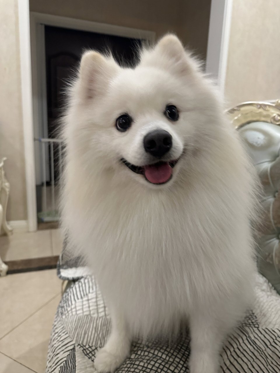 银狐犬图片  当时,我去了一家犬舍,看到了一群可爱的小狗.