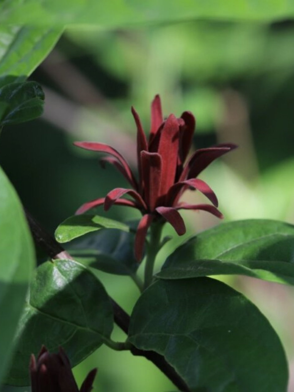 美国夏腊梅  在万千花卉中,有一种花以其独特的魅力吸引着人们的目光