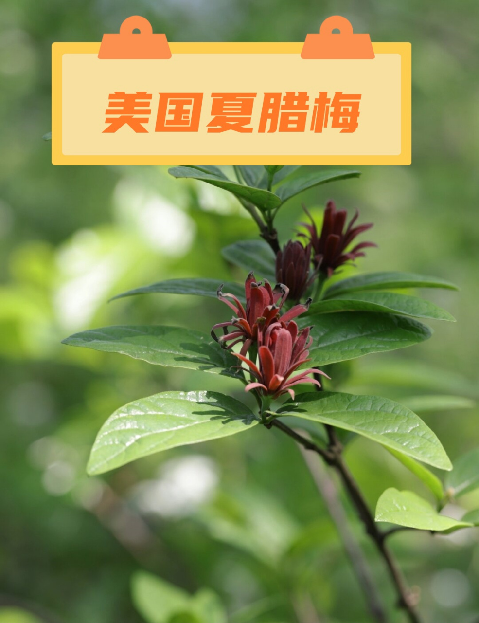 美国夏腊梅  在万千花卉中,有一种花以其独特的魅力吸引着人们的目光