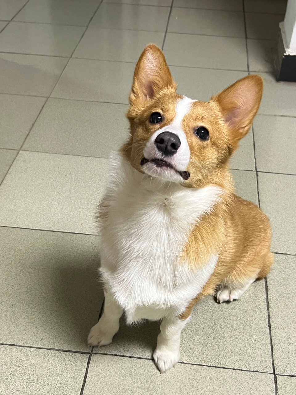 柯基成长对比  今天我想和大家分享一下我家柯基的成长对比照96.