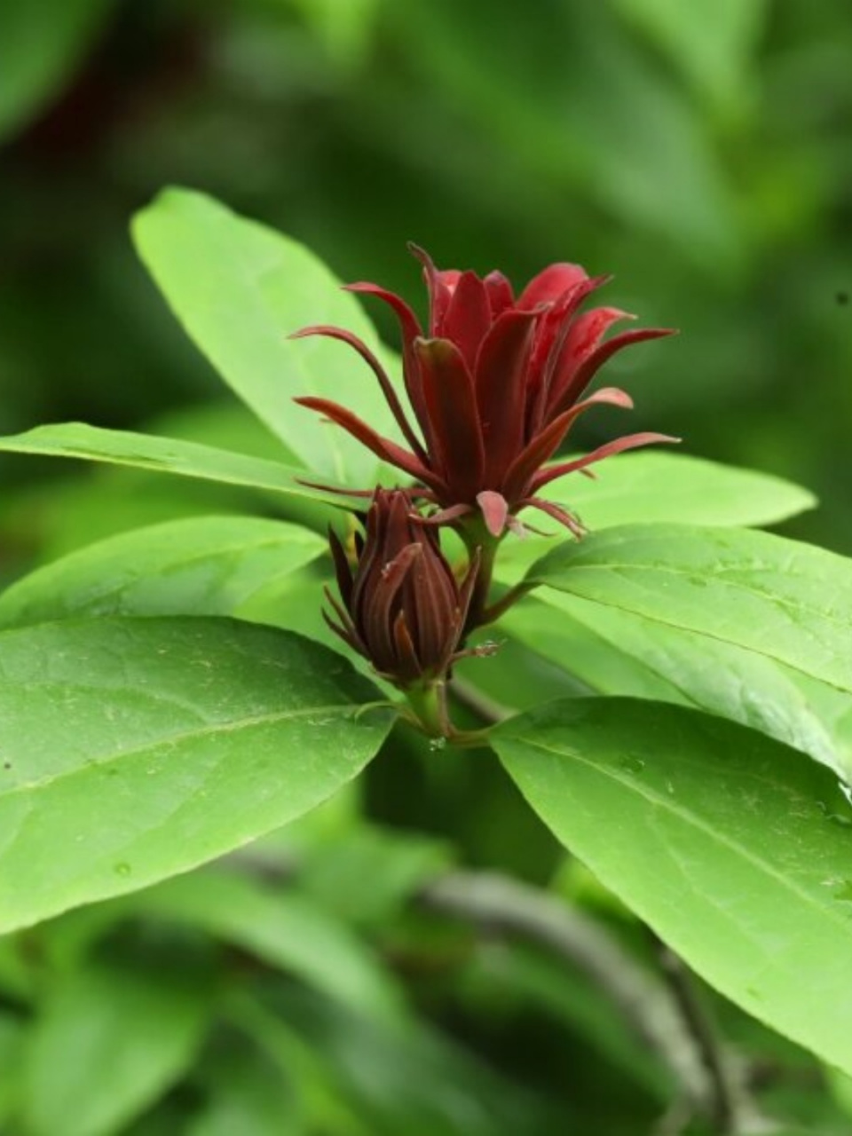 美国夏腊梅  在万千花卉中,有一种花以其独特的魅力吸引着人们的目光