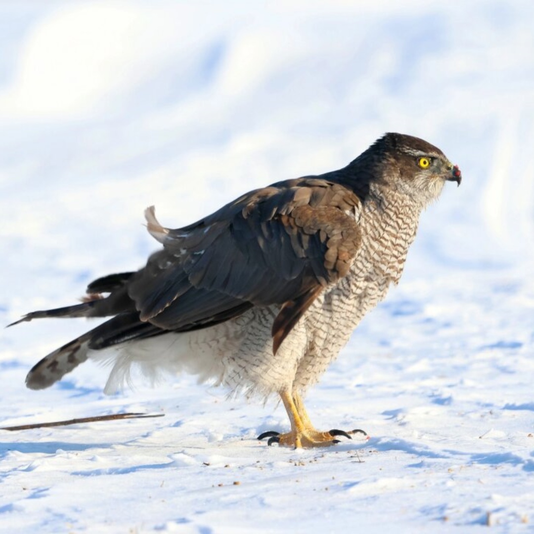 二级保护动物苍鹰  每一次在野外偶遇苍鹰,我都仿佛置身于一场视觉与