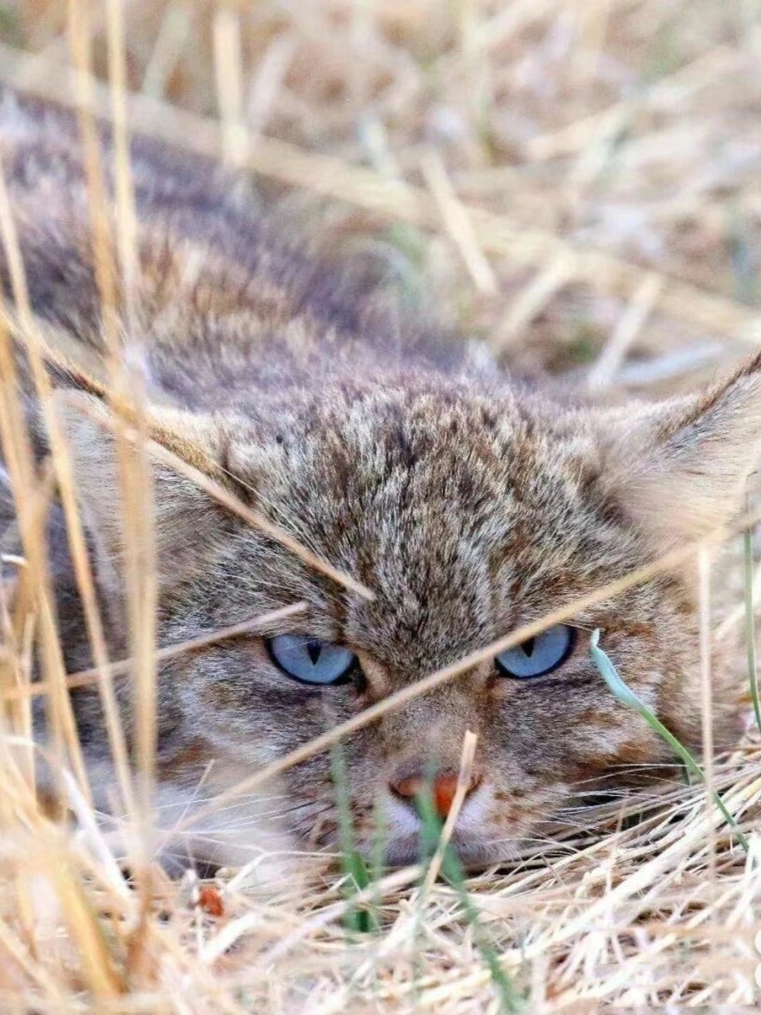 关注荒漠猫濒临灭绝的本土猫  你知道吗,荒漠猫正面临着严重的生存