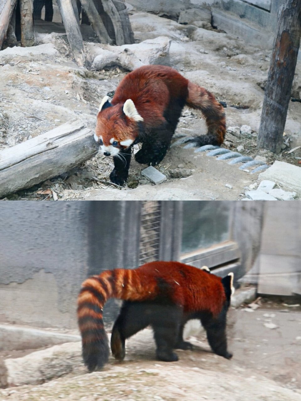 我最喜欢的小动物小浣熊  在这个五彩斑斓的世界里,我最喜欢的小动物