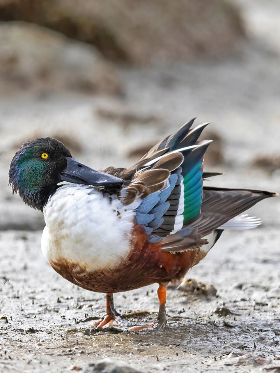 它的嘴巴像铲子一样,十分独特90.琵嘴鸭属于雁形目鸭科匙嘴鸭属.