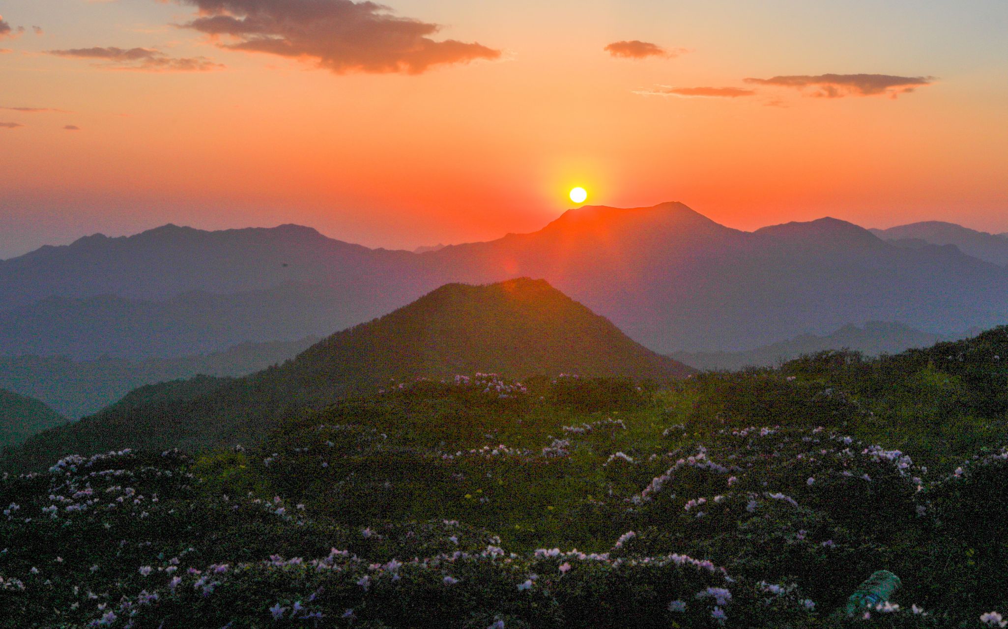 日出天华山:秦岭,天华山,伴随着东边的红艳,漫山遍野的杜鹃花也点亮了