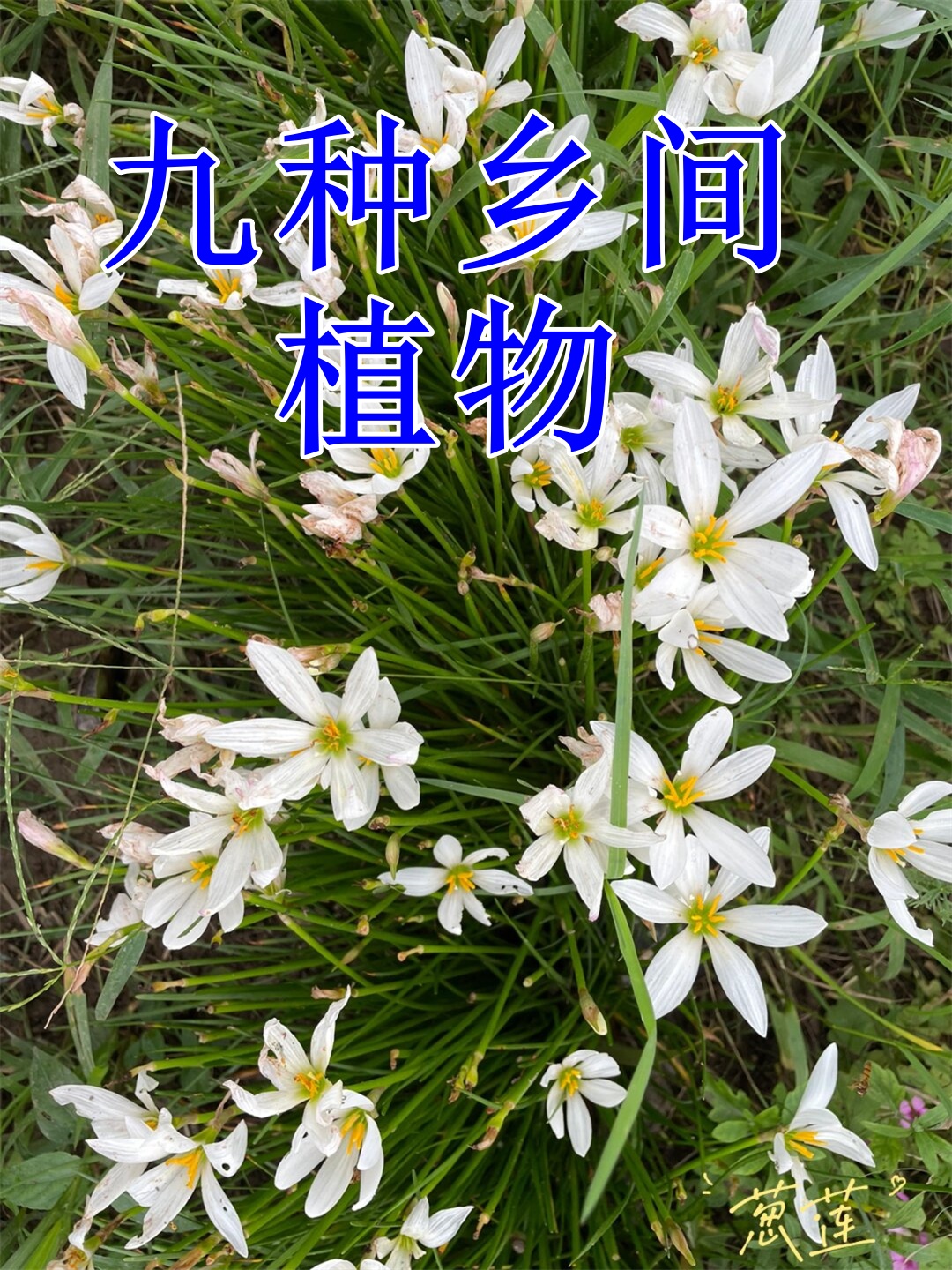 葱莲这种喜阳耐阴的优雅观赏花卉它的花语是初恋