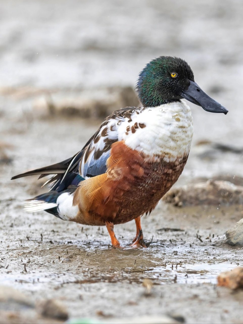 它的嘴巴像铲子一样,十分独特90.琵嘴鸭属于雁形目鸭科匙嘴鸭属.
