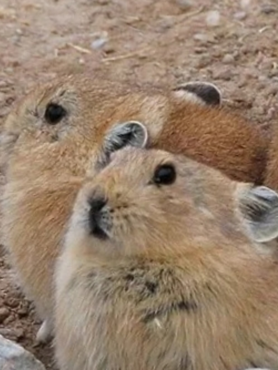 皮卡丘的原型其实是一种非常特别的生物——松鼠!