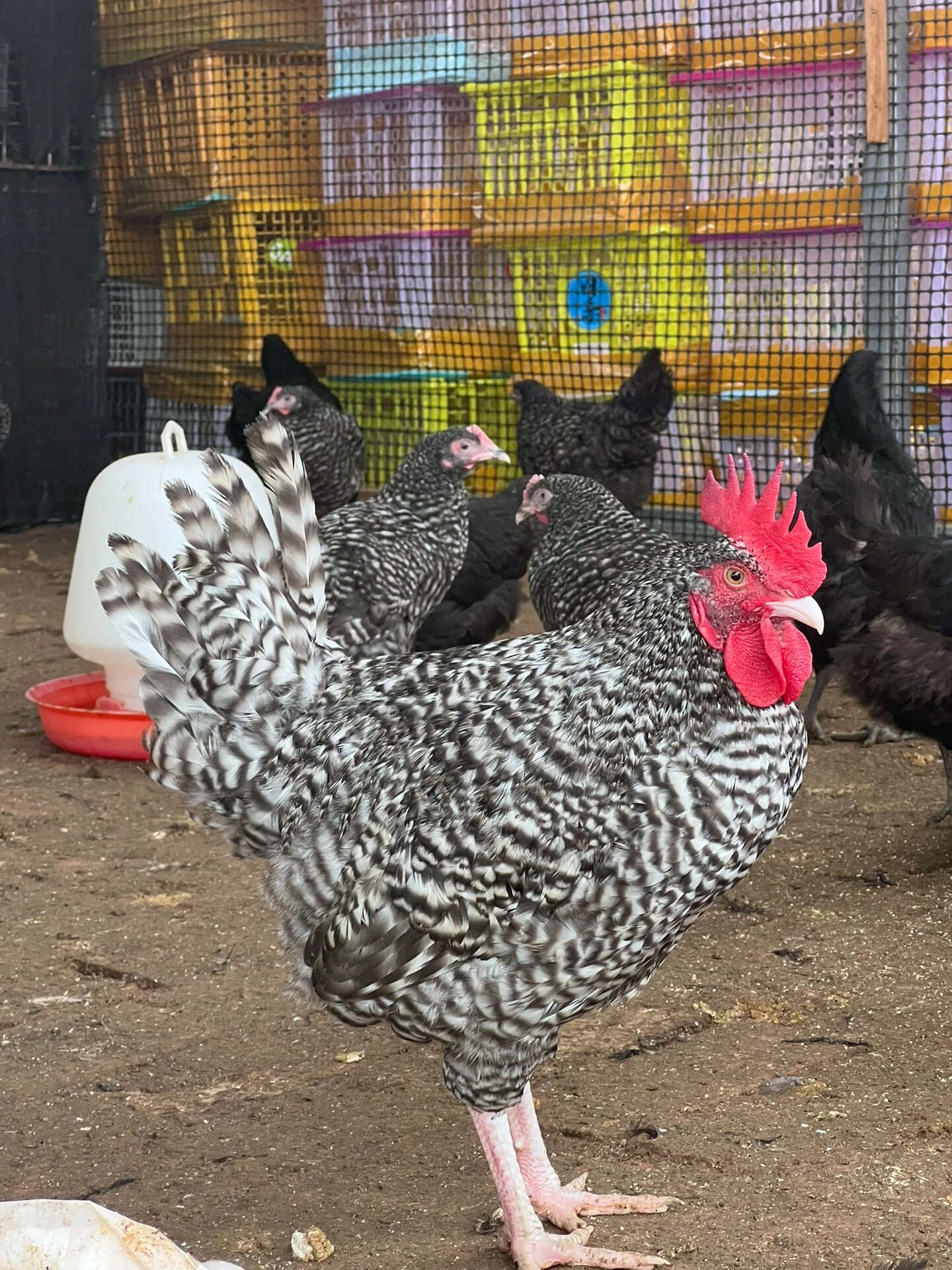 这些芦花鸡马上就要开始产蛋了,好期待啊!