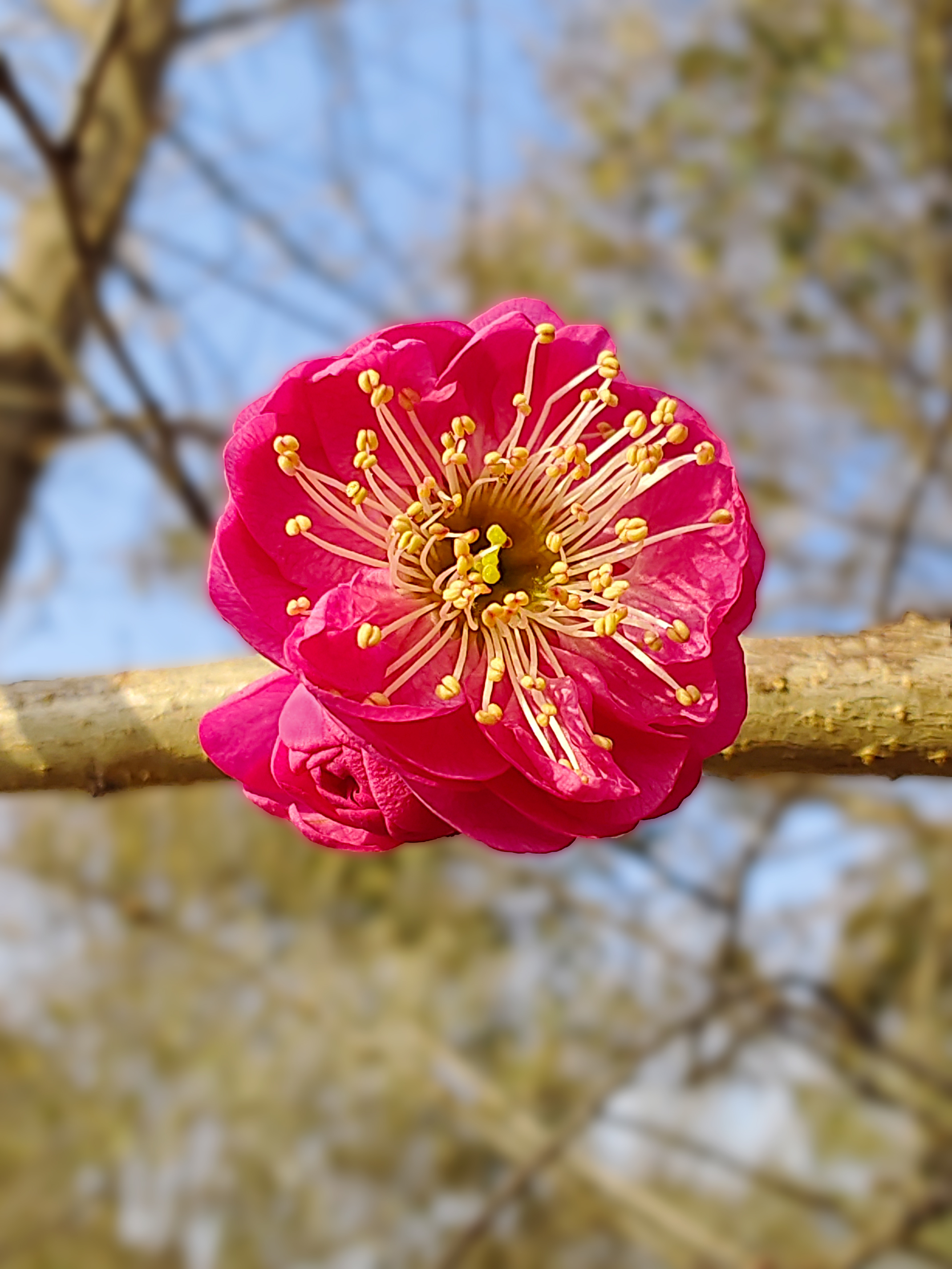 东方朱砂梅花开花图片图片